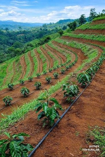 Irrigation