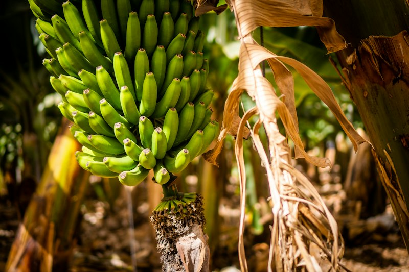 Banana