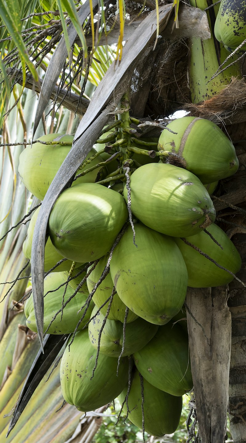 Coconut