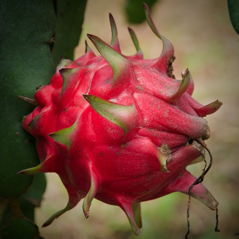 Dragon Fruit