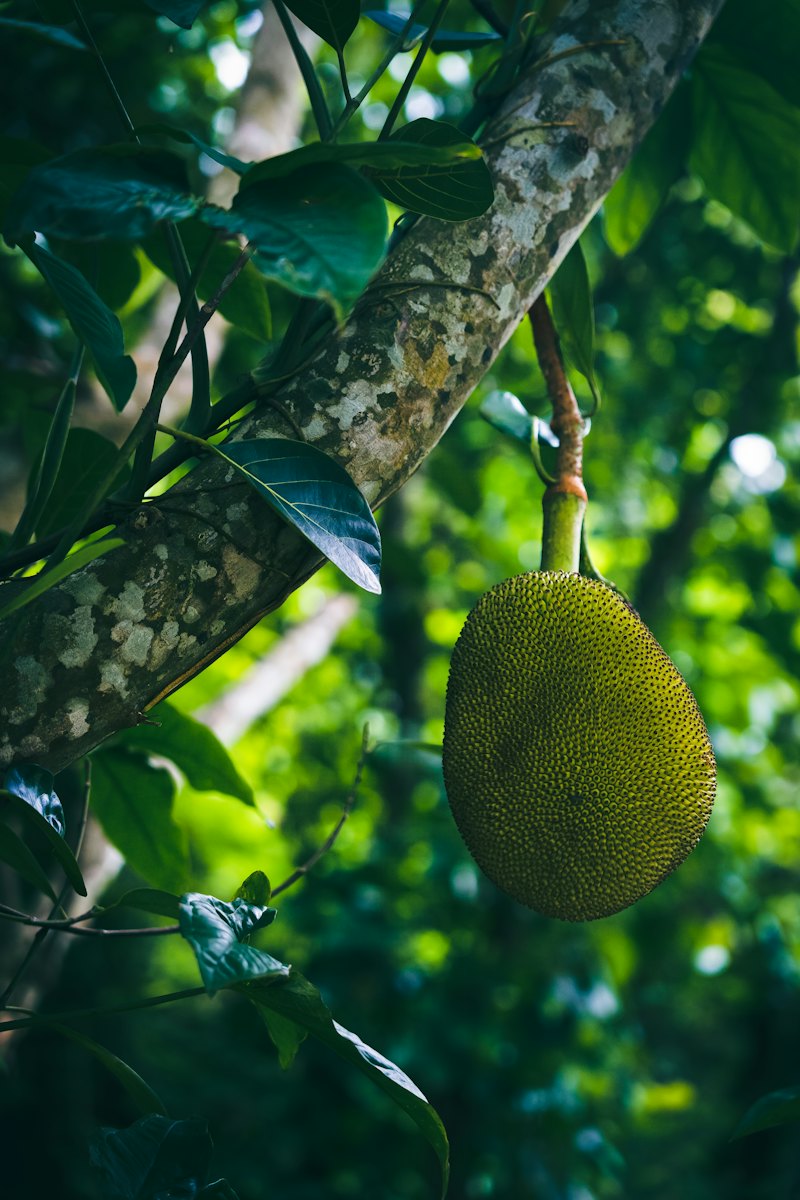 Jackfruit