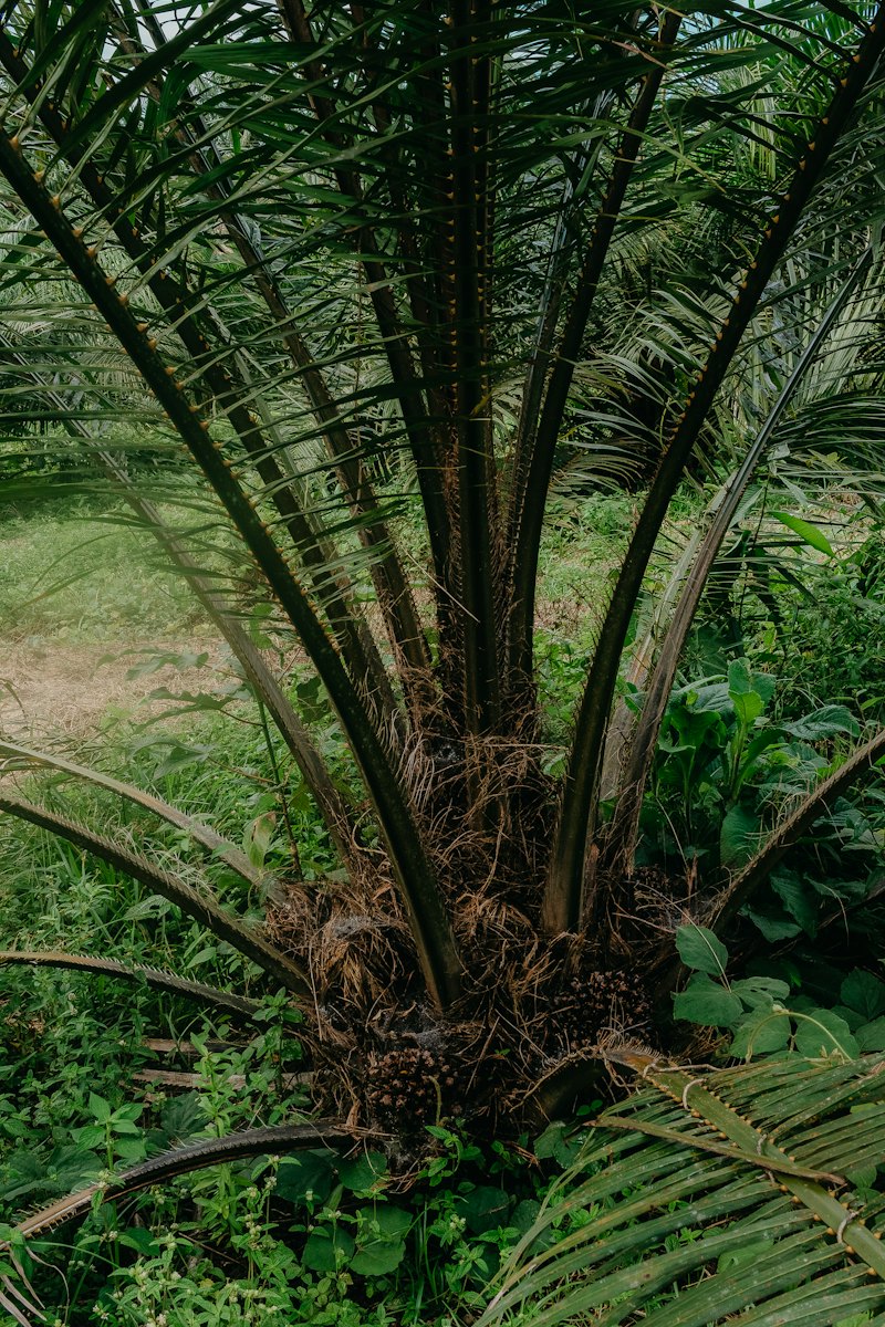 Oil Palm