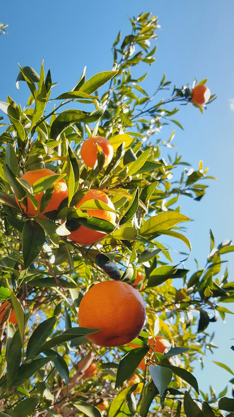 Orange