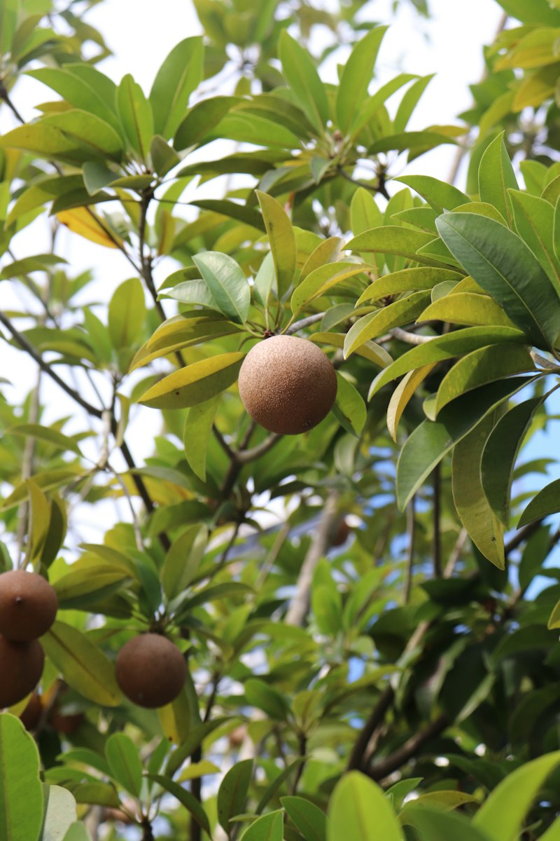 Sapota