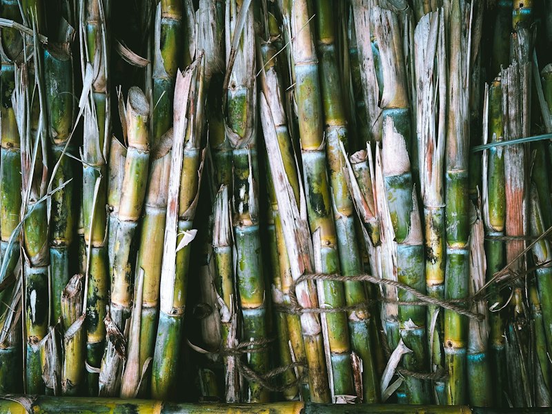 Sugarcane