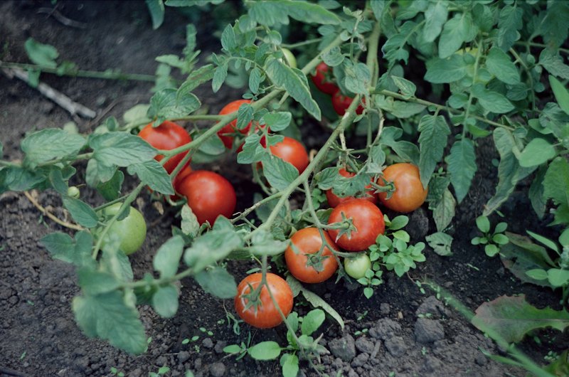Tomato